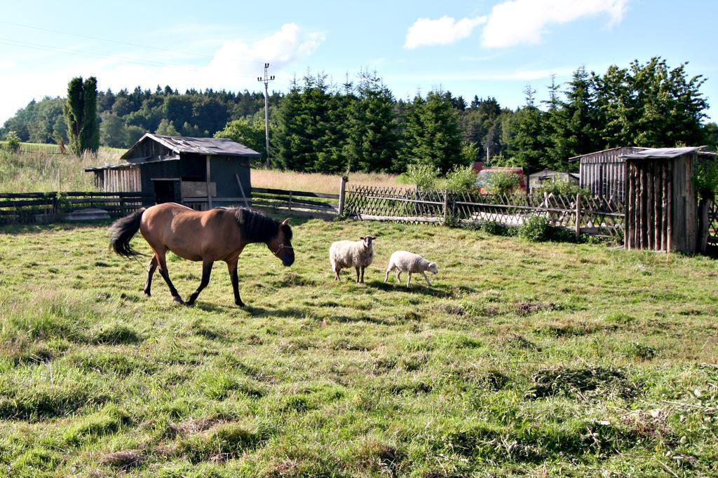 Penzion Muflon Bela nad Radbuzou Bagian luar foto